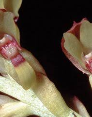 Image result for Disperis katangensis