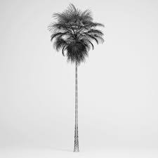 We did not find results for: Mexican Fan Palm Cgaxis 3d Models Store