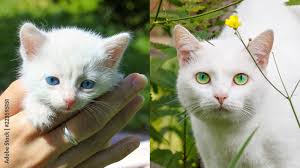 Photo Stock Change eye color with age. The little kitten blue eyes. Have  adult cats green eyes. White cat named Moon in 5 years