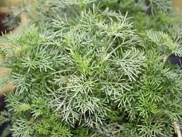 Mein colasirup wird aus colakraut (wermuth, cocacolastrauch, eberraute) und zitronenverbene (zitronenduftstrauch) gemacht. Eberraute Pflanzen Pflegen Und Ernten Mein Schoner Garten