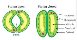 Check spelling or type a new query. Influx Of K Ions Into Guard Cells And Efflux Of H Ions From Guard Cells Leads To