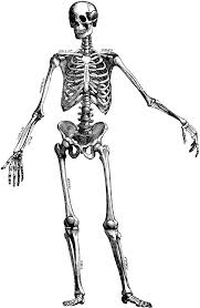 The Human Skeleton Clipart Etc Human Skeleton Skeleton Drawings Black And White Cartoon