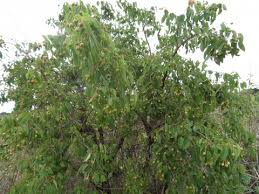 Image result for Maprounea