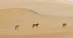 Desert Lions Namibia Family Adventure Deserts