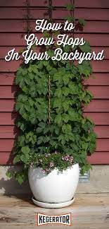 Maybe you would like to learn more about one of these? How To Grow Your Own Hops Kegerator Com