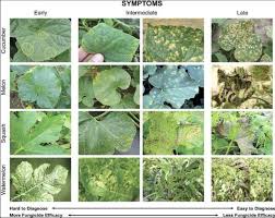 Image result for mildew on cucumbers