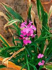 Image result for Striga asiatica