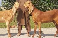 Beetal Goats - Breed Profile - Backyard Goats