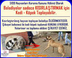 kopekler kedileri neden oldurur evcil hayvan blog