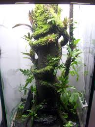 Frog Paludarium 60x60x120cm With Water After 3 Months Trunk And Branches Coated With Hygrolon Frog Terrarium Reptile Terrarium Planted Aquarium