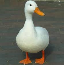 Unii fermieri folosesc oua false pentru a incuraja gainile sa se stabileasca intr o anumita locatie. Rata Domestica Toate Animalele