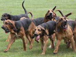 Vanaf 29 december 2014 moeten puppy's de leeftijd van 15 weken hebben alvorens ze mogen worden geëxporteerd of geïmporteerd. Saint Hubert Siteduchien Com