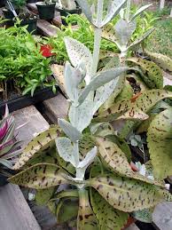 Kalanchoe Gastonis Bonnieri Donekey Ears Giant Kalanchoe Cactus And Succulents Plant Leaves Succulents