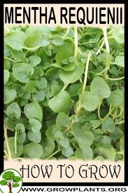 It freezes in colder climates. Mentha Requienii How To Grow Care