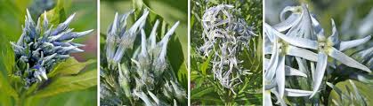 Maybe you would like to learn more about one of these? Willowleaf Bluestar Amsonia Tabernaemontana Wisconsin Horticulture