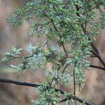 Image result for Marquesia macroura