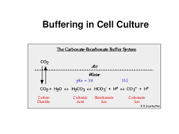 Animal cells are of various sizes and have irregular shapes. Cell Culture Media And Supplements Ppt Download