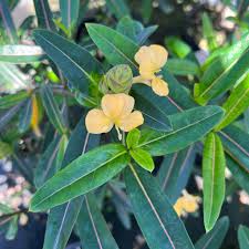 Image result for Barleria