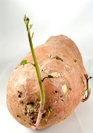 Pomme de terre douce plantation. Patate Douce Planter Et Cultiver Ooreka