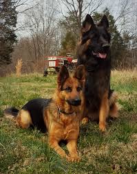 Black And Red Long Coat German Shepherd Puppies 