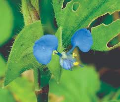 Image result for Commelina benghalensis