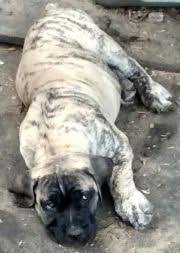 Black Boerboel Puppies For Sale In Bloemfontein Atomic Boerboel Puppies For Sale The South African Mastiff South African Mastiff Mastiff Puppies British Mastiff