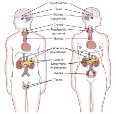 the endocrine system structure and function nursing part 1