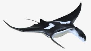 Eagle has also found its place in the emblems of several nations. Moana Manta Ray Tattoo Clipart Png Download Manta Ray Moana Tattoo Transparent Png Kindpng