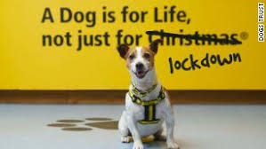 Pets are life ….where your pet is family. A Dog Is For Life Not Just For Lockdown Uk Charity Says As Searches For Pups Surge Cnn