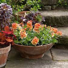 Great for the kids to wash hands outside. Container Gardening Five Tips For Creating Brilliantly Coloured Pots