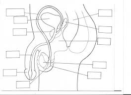 A male reproductive system is a group of organs and hormones that play a role in human reproduction. Diagram Diagram Of Unlabelled Male Reproductive System Full Version Hd Quality Reproductive System Mmdiagram Hostelpisa It