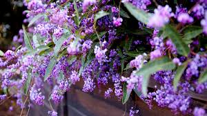 Image result for Hardenbergia