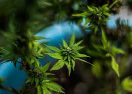 México es una nación que continúa luchando contra el crimen organizado y, al mismo tiempo, el narcotráfico, con la aprobación de una ley que regule el consumo de la marihuana, sería. Se Debe Legalizar O Despenalizar La Marihuana En Mexico Foro Juridico