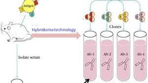 We did not find results for: What Is Monoclonal Antibody How It Is Produced Through Hybridoma Technology