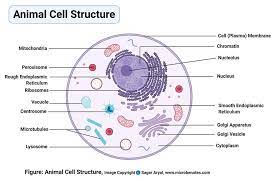 Pin By Bernie Sitzmann On Job Search Cell Organelles Organelles Animal Cell