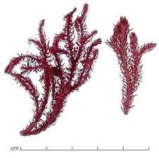 Image result for Lycopodiella cernua