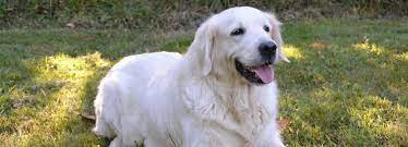 Une partie des chiens à adopter au refuge de la spa des cailloux. Adoption Golden Retriever Animaux A Adopter Avec La Spa