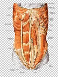 The abdomen contains all the digestive organs, including the stomach, small and large intestines, pancreas, liver, and gallbladder. Abdominal External Oblique Muscle Rectus Abdominis Muscle Abdomen Abdominal Internal Oblique Muscle Abdominal Wall Png Clipart