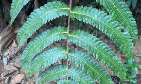 Image result for Cyatheaceae