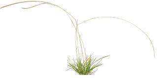 Image result for Microchloa
