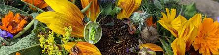 Image result for Plantaginaceae