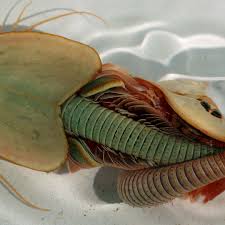 Image result for Trilepisium madagascariense