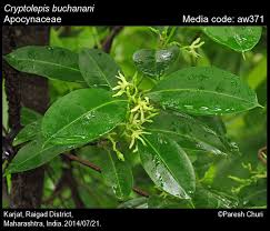 Image result for Cryptolepis