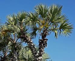 Image result for Hyphaene