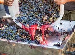 President cyril ramaphosa said the government had decided to enforce a nationwide. South Africa Expects Exceptional 2020 Vintage Despite Covid 19 Lockdown Vinpro