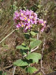 Image result for Lippia plicata