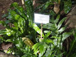 Image result for Microsorum punctatum