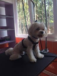 We did not find results for: Cabinete Clinici Veterinare Non Stop Braila