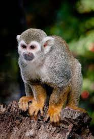 Common Squirrel Monkey Saimiri Sciureus By Stoplamek Squirrel Monkey Monkeys Funny Cute Monkey