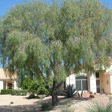 Image result for Acacia